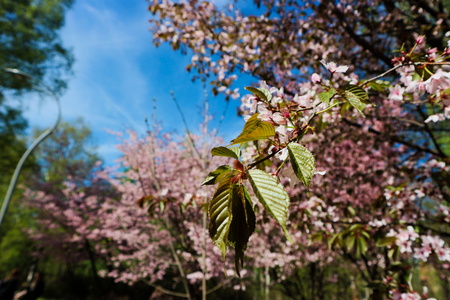 Cherry tree blooms in a park of Saint Petersburg, Russia in April, 2018の写真素材