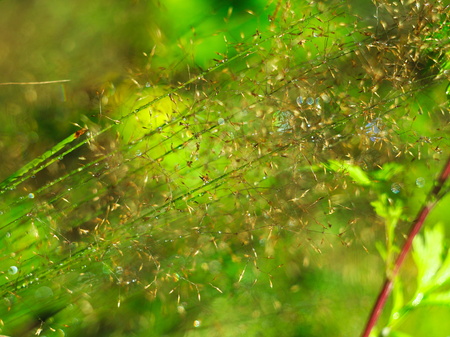 Blurry soft image of natural green grass, made in early augustの写真素材