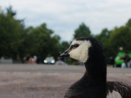 Black and white duck looking in park.の写真素材