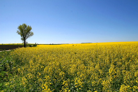 Couple yellow canola plantsの写真素材