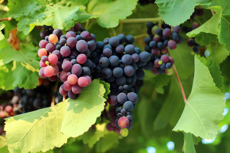 Grapes on the Vineの写真素材
