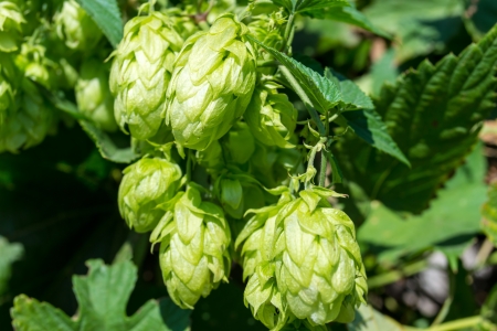 Flowers and leaves of hop (Humulus lupulus)の写真素材