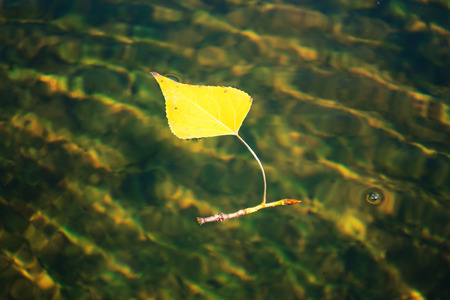 Autumn yellow leaf floating on waterの写真素材