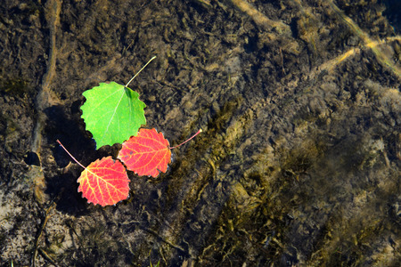 Autumn tree leaves floating on the waterの写真素材