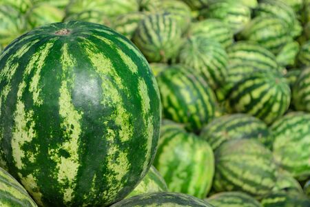 Big sweet green watermelon on background with many blurred watermelonsの写真素材