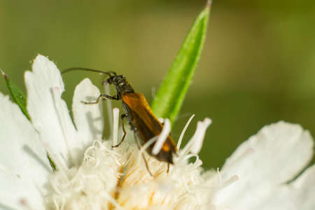 Winged insect on white flower on blurred backgroundの写真素材