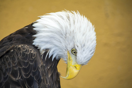 Close up shot of a Bald Eagle, looking down.の写真素材