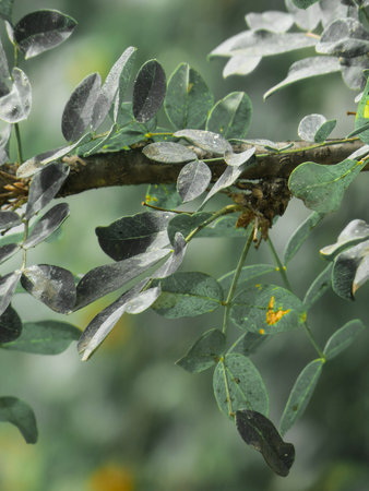 Close up of the leaves and branches of a tree in the gardenの写真素材