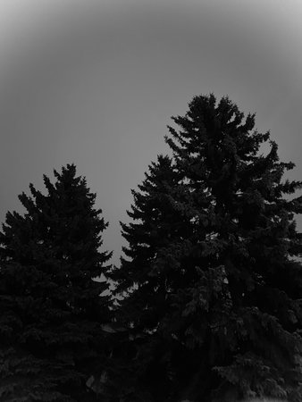 Black and white photo of spruce trees in the forest on a cloudy dayの写真素材