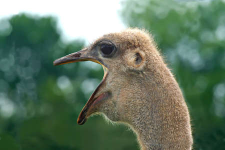 Yawning Ostrichの写真素材