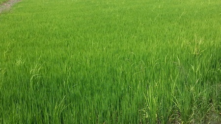 Rice field in Thailandの素材