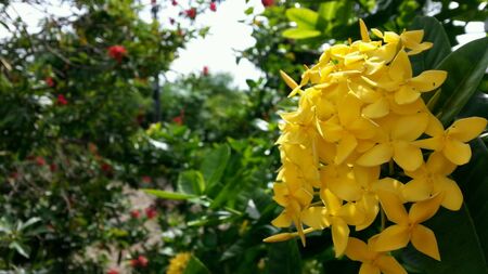 Lxor flowers in thailand.の素材