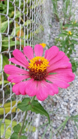 Closeup of pink Zinnia flower in full bloom.の素材