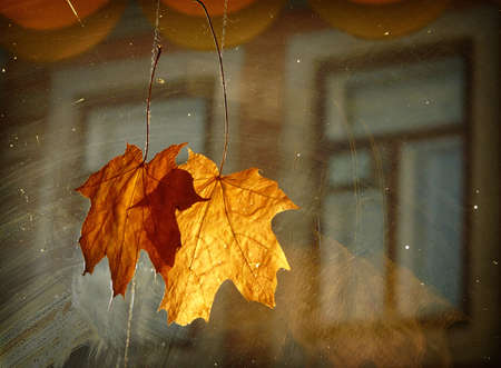 Autumn decorationの写真素材