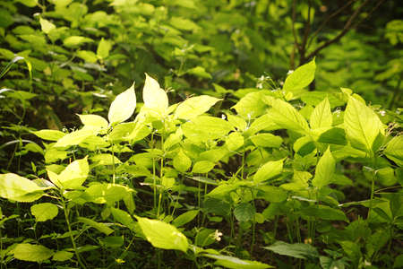 Clouse up green leaves in sunny day background