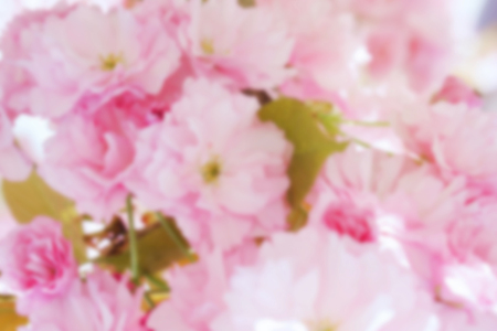 Beautiful spring cherry blossoms; sakura pink flowers; blurred backgroundの写真素材