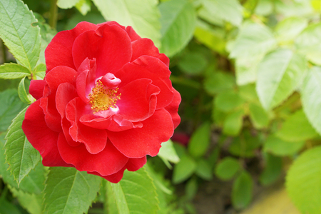 Red Rose Blooming in Garden, spring backgroundの写真素材