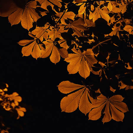 leaves of chestnuts highlighted by a street lamp at night, closeup background
