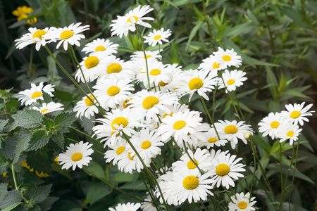meadow of white nivian flowers, summer backgroundの写真素材