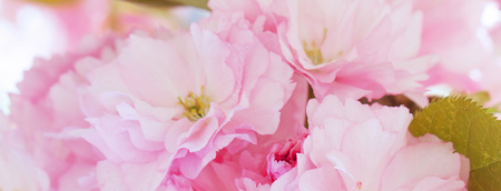Banner of spring cherry blossoms; sakura pink flowers; cover template for social networksの写真素材