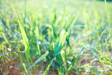 fresh summer green grass in daytime sunlightの写真素材