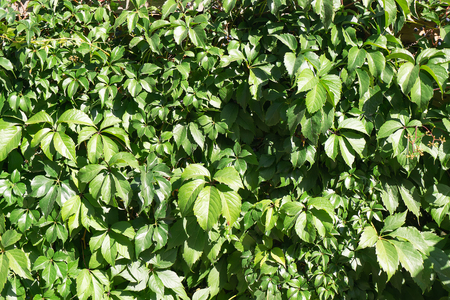 Background of green creeping grapes leaves in sunny dayの写真素材