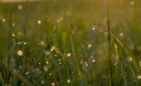 morning dew glistens  in the morning sunの写真素材