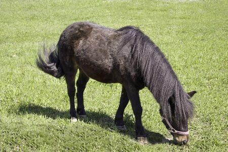 Black pony eats green grass in meadowの写真素材