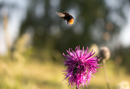 pollination, bee flies from flower.