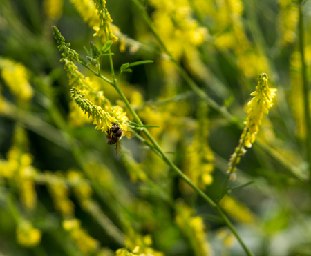 Wasp sitting on a yellow flower and pollinates himの写真素材