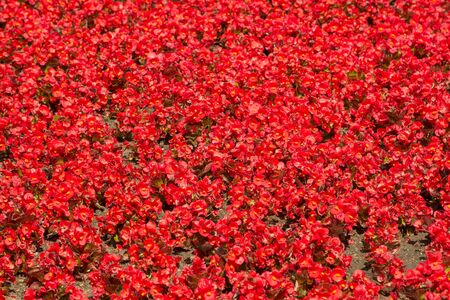 red flowers backgroundの写真素材