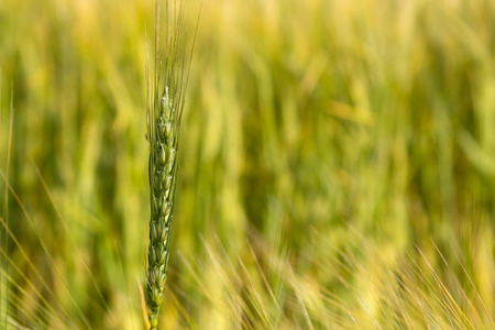 One ear of wheat. Selective focus. close-up