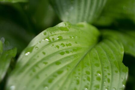 green leaf and rain drops. blurred background