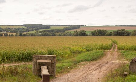picturesque landscape. Road through a cornfield. In the background forest