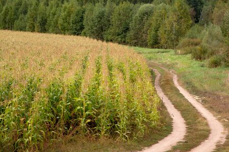 along the cornfield road