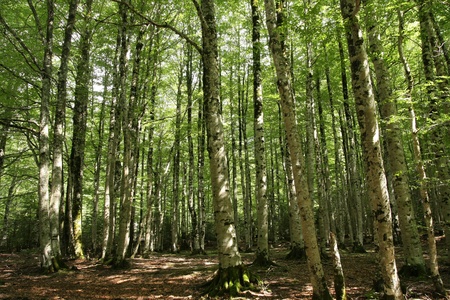 beech tree forestの写真素材