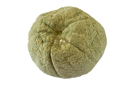 Rotten orangeの写真素材