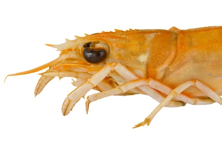 crayfish headの写真素材