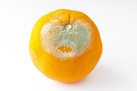 Rotten orangeの写真素材