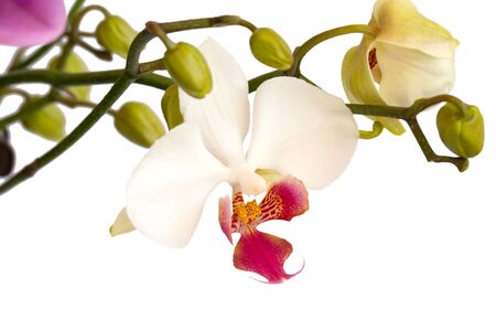 orchid flowerの写真素材