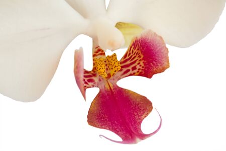 orchid flowerの写真素材