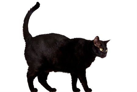 black catの写真素材