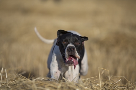 front view of pointer runningの写真素材
