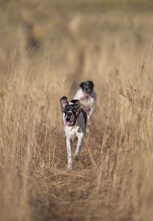 front view of pointer running