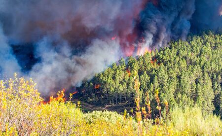 Fire in the forestの写真素材