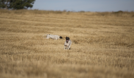 front view of pointer runningの写真素材