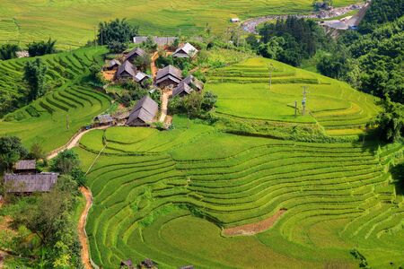 Rice plantationの写真素材