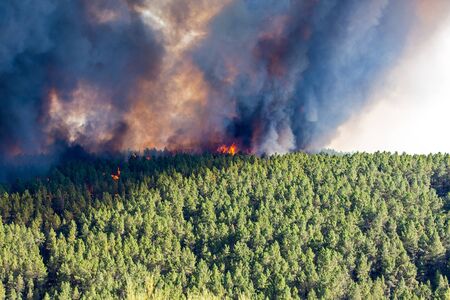 Fire in the forestのeditorial素材