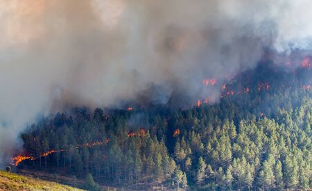 Fire in the forest