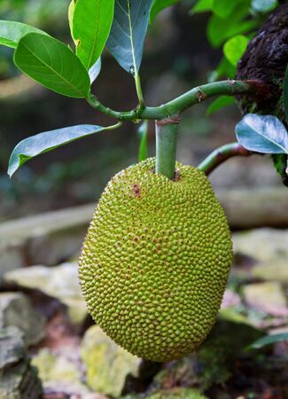 Closeup of durian tree and fruit